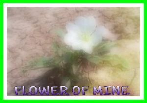 Flower of Mine